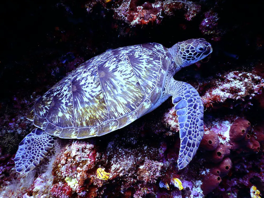 Are Florida Softshell Turtles Dangerous