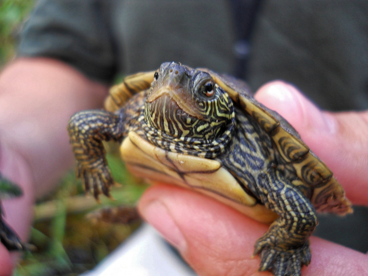 Can You Hold A Map Turtle