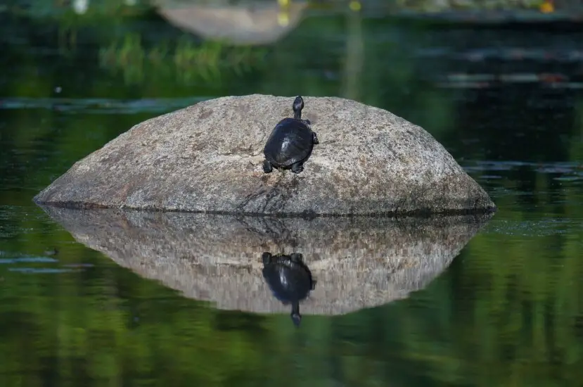 How Do Turtles Sleep Underwater