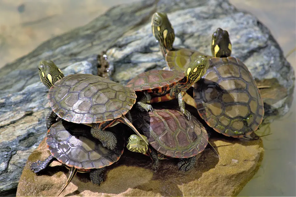How Fast Do A Painted Turtle Grow