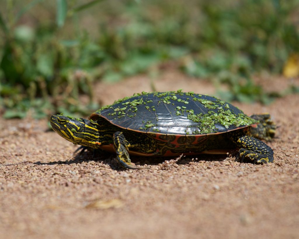 How To Take Care Of A Painted Turtle
