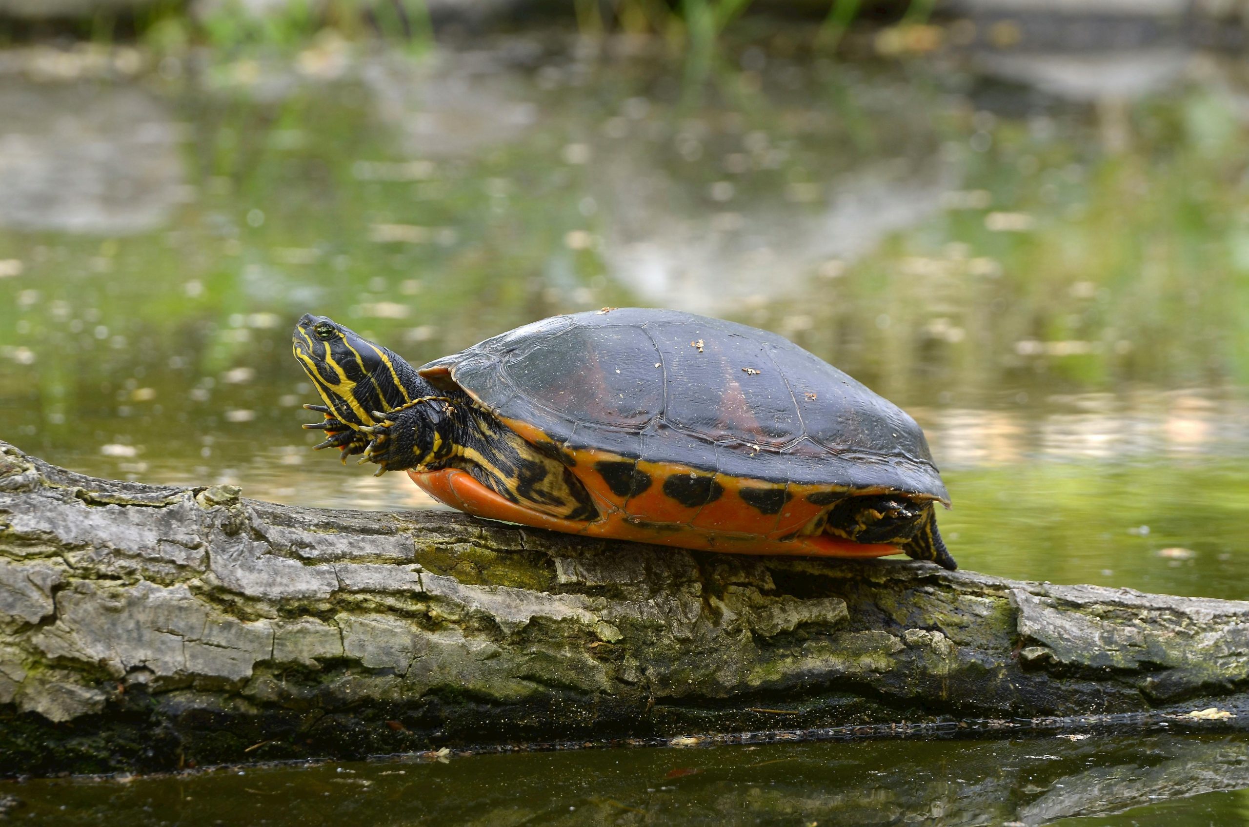 How To Take Care Of A Painted Turtle
