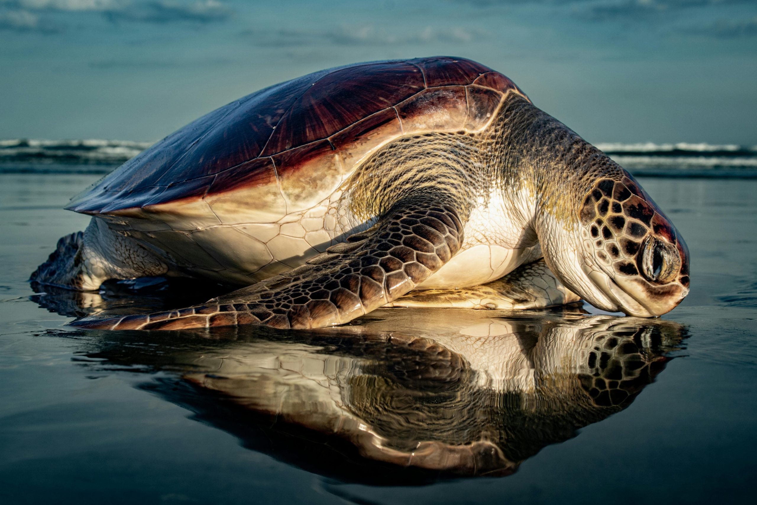 What Are Sea Turtle Shells Used For?