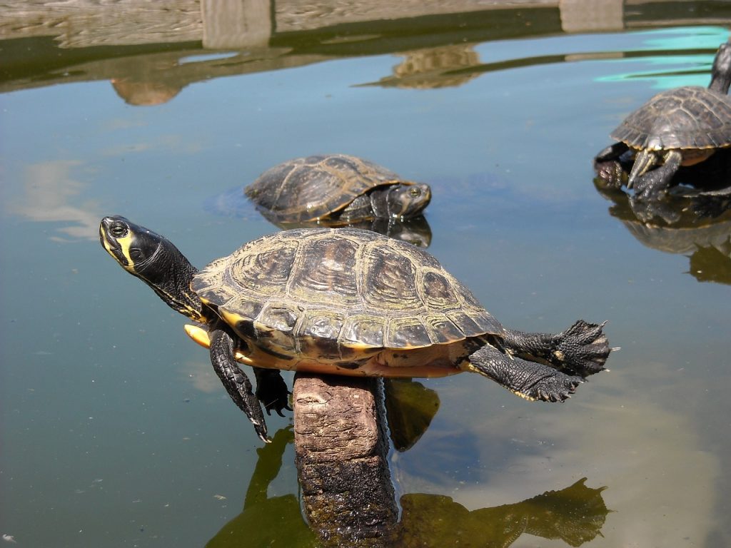 30 Diy Tortoise Enclosure Ideas For A Natural Haven