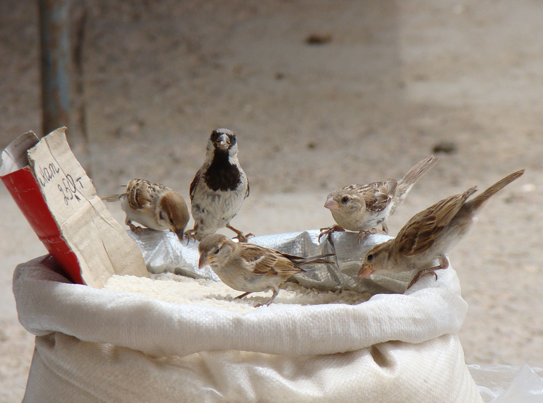 Old World Sparrows Birds