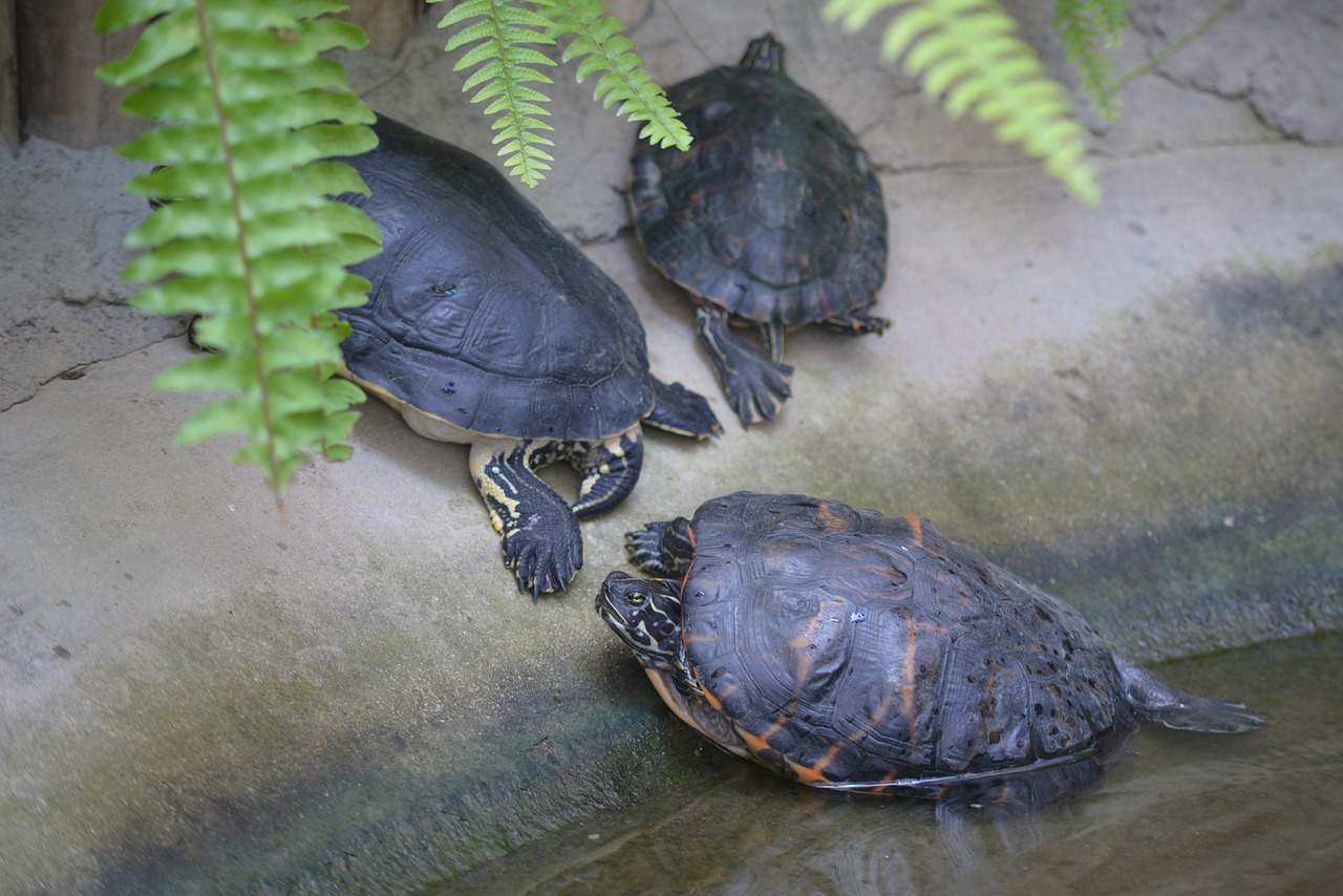 Are Red Eared Sliders Invasive?