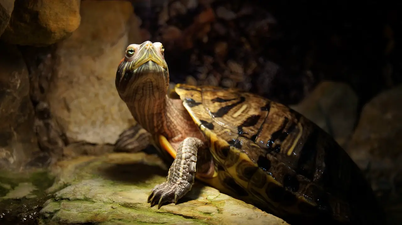Antibiotics For Turtles: Which One For Which Disease?
