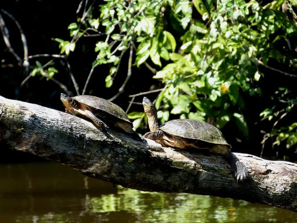 Can Turtles &Amp; Tortoises Eat Celery?