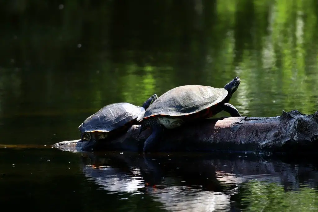 Can Turtles &Amp; Tortoises Eat Celery?