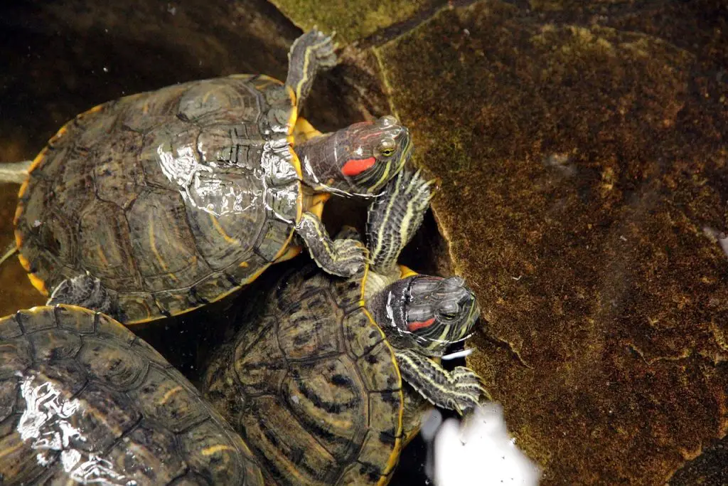 Greens To Proteins: A Guide To Feeding Red-Eared Sliders