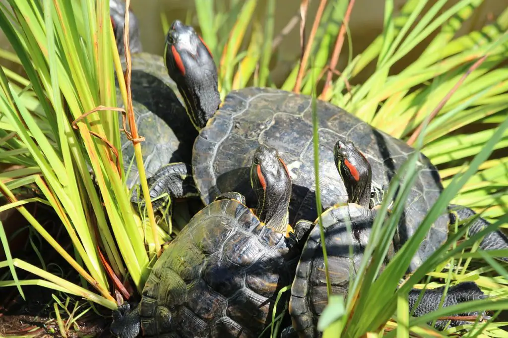 Greens To Proteins: A Guide To Feeding Red-Eared Sliders