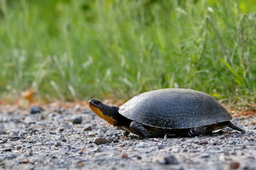 8 Fascinating Turtle Behaviors Explained: Understanding Your Pet Better