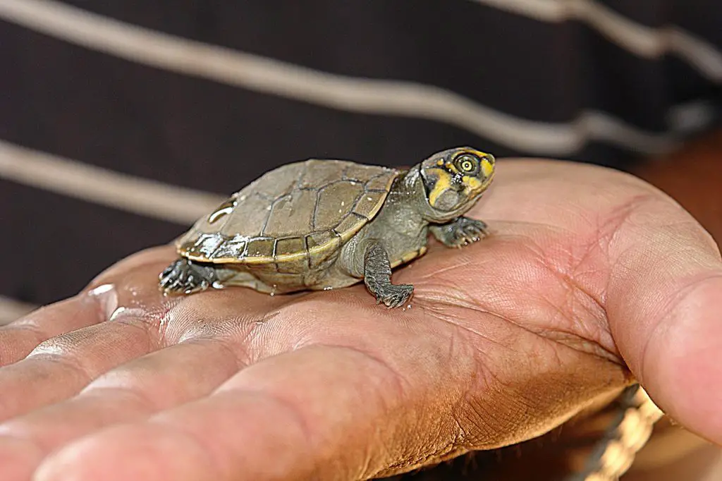 8 Fascinating Turtle Behaviors Explained: Understanding Your Pet Better