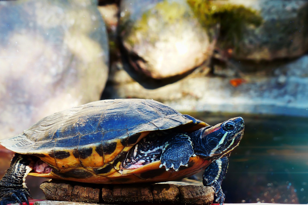 Turtle Fanning? Here’s How To Solve It