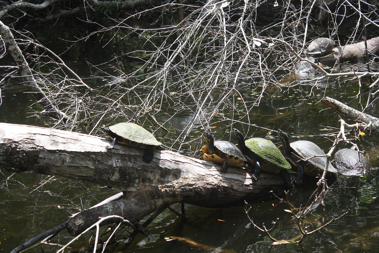 Do Florida Softshell Turtles Bite?