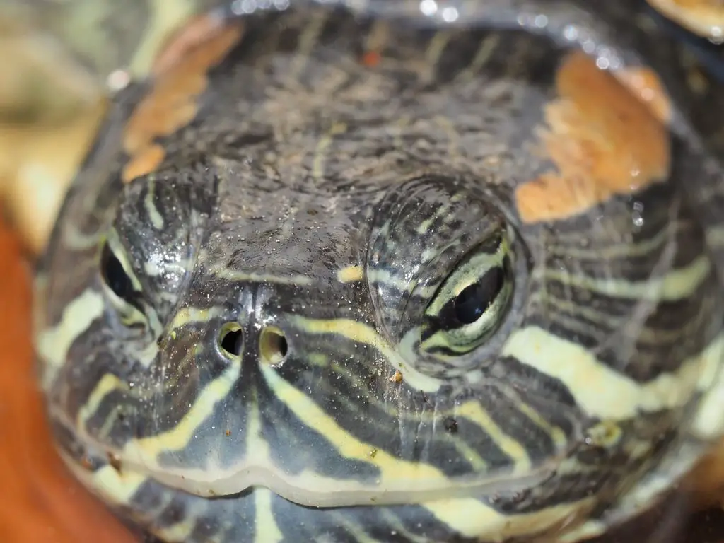Are Red Eared Sliders Invasive?