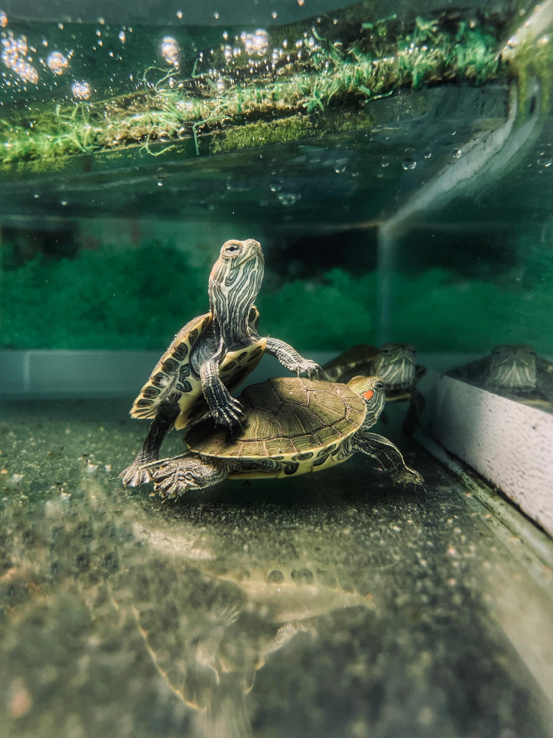 Is A Kiddie Pool Good For Turtles?