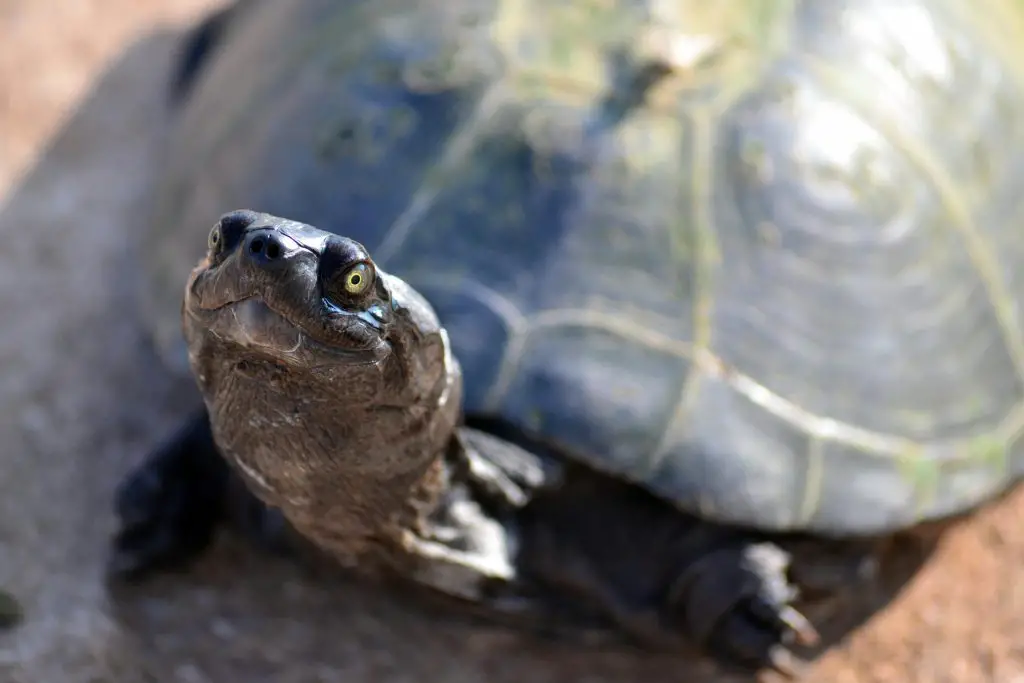 Musk Turtle Lifespan: How Long Do Musk Turtles Live?