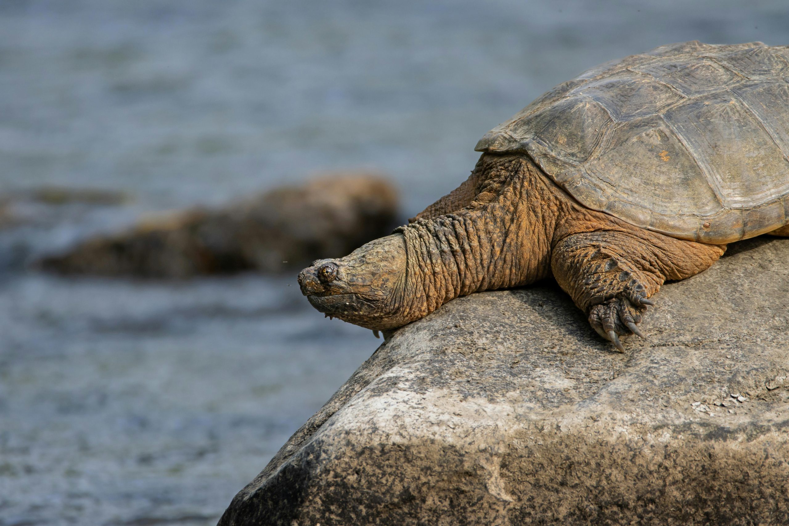 Musk Turtle Lifespan: How Long Do Musk Turtles Live?