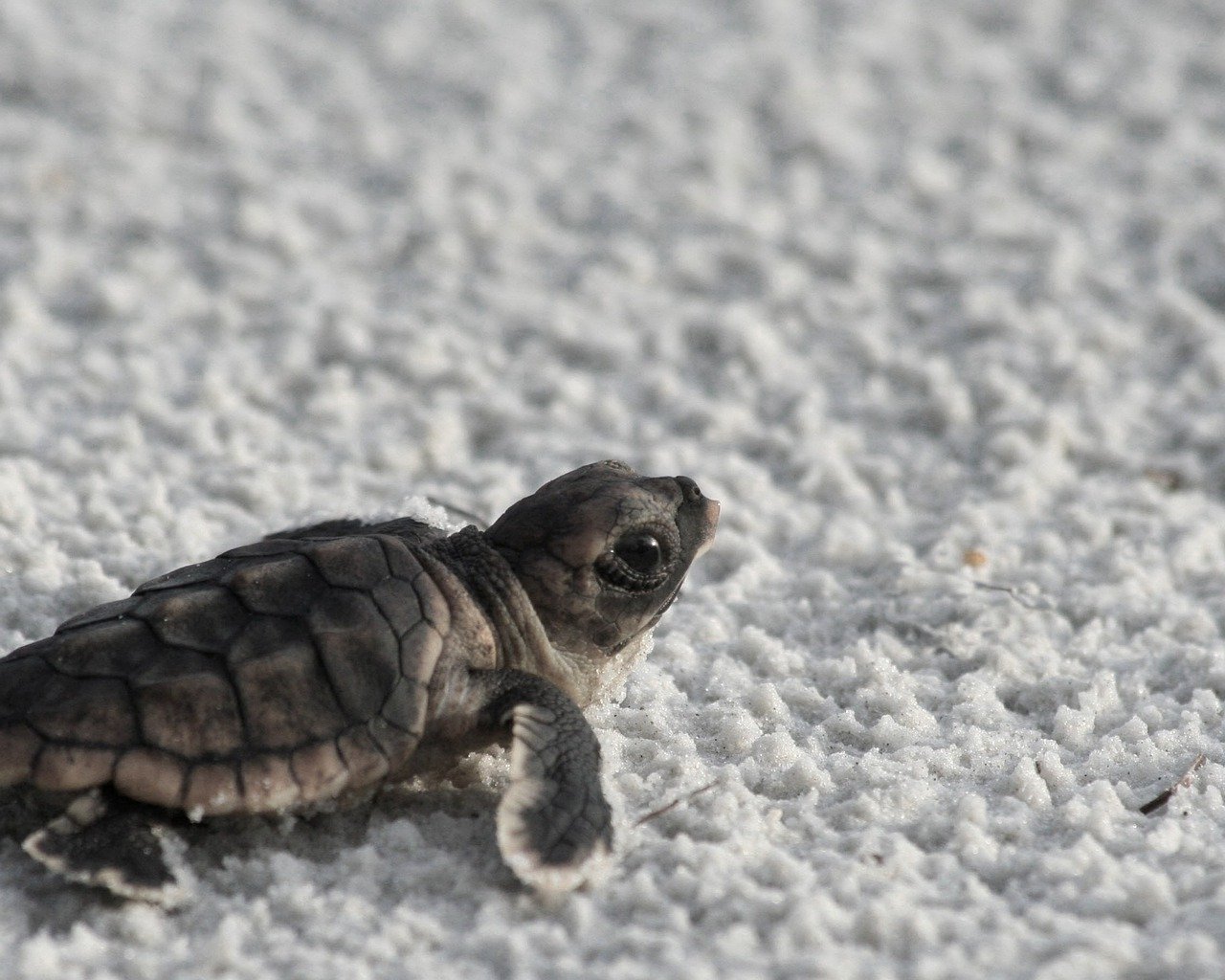 The Top 6 Smallest Tortoise Species For Your Home