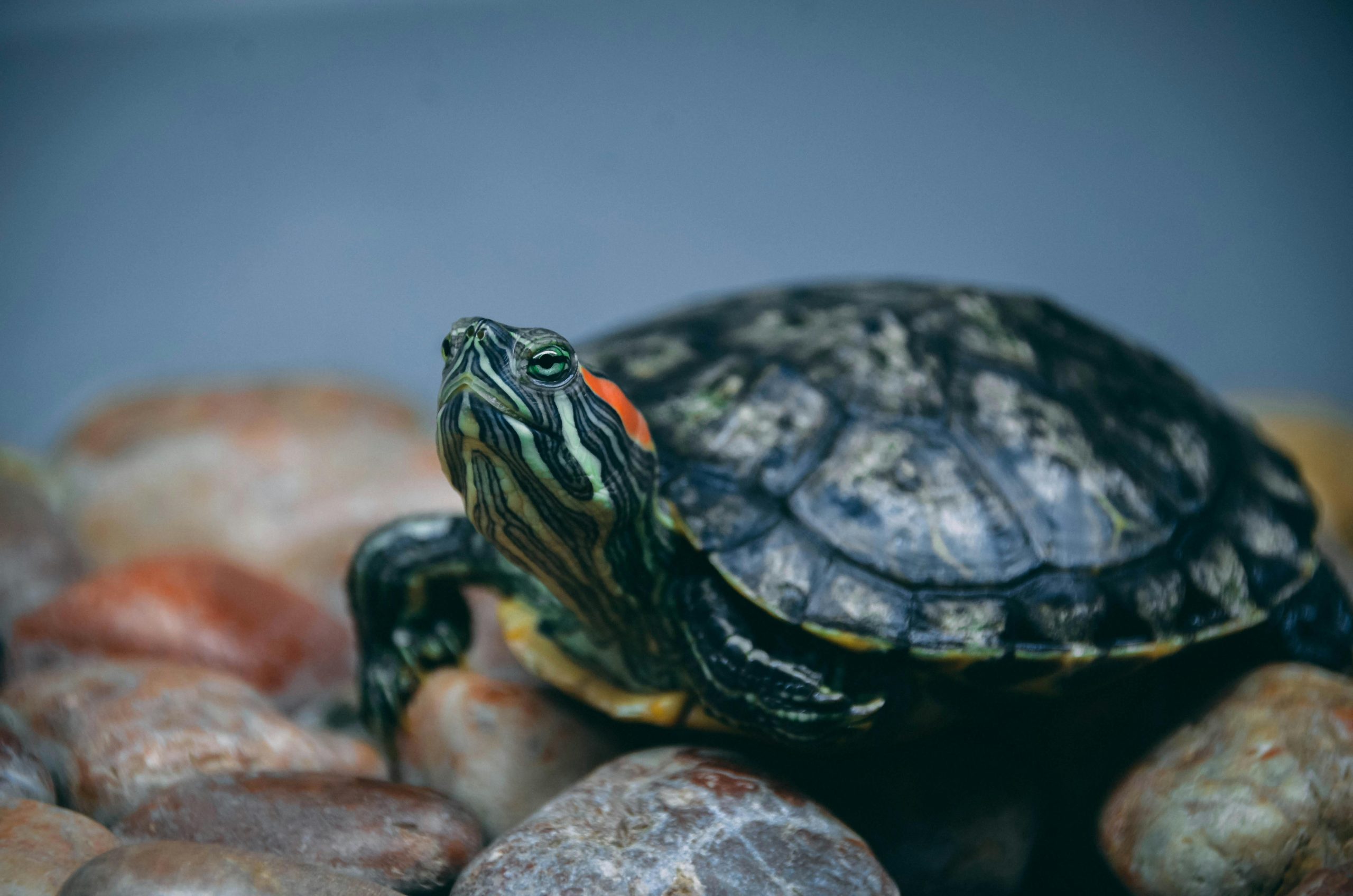 Why Do Red Eared Sliders Shake Their Hands?