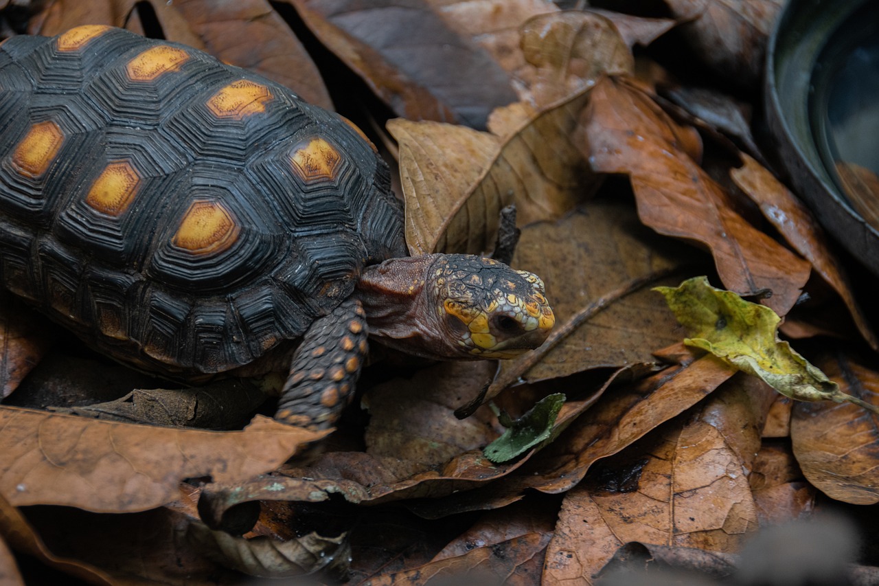 The Convenience Of Buying Live Red-Footed Tortoises Online