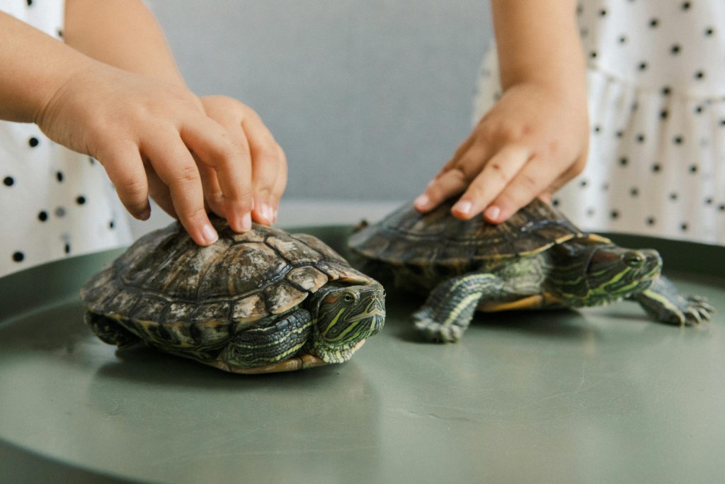 The Convenience Of Buying Live Red-Footed Tortoises Online