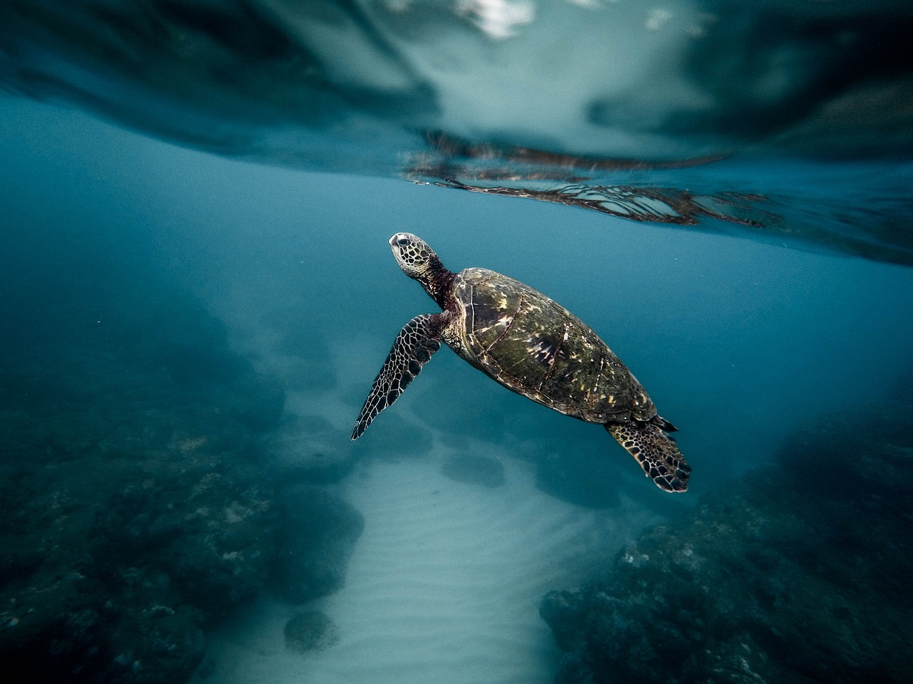 Do Sea Turtles Need Air?