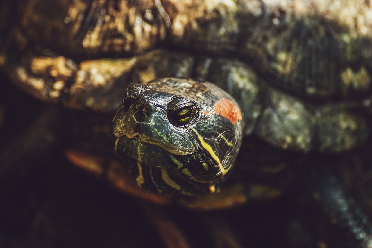 Do Tortoise Shells Have Nerves?