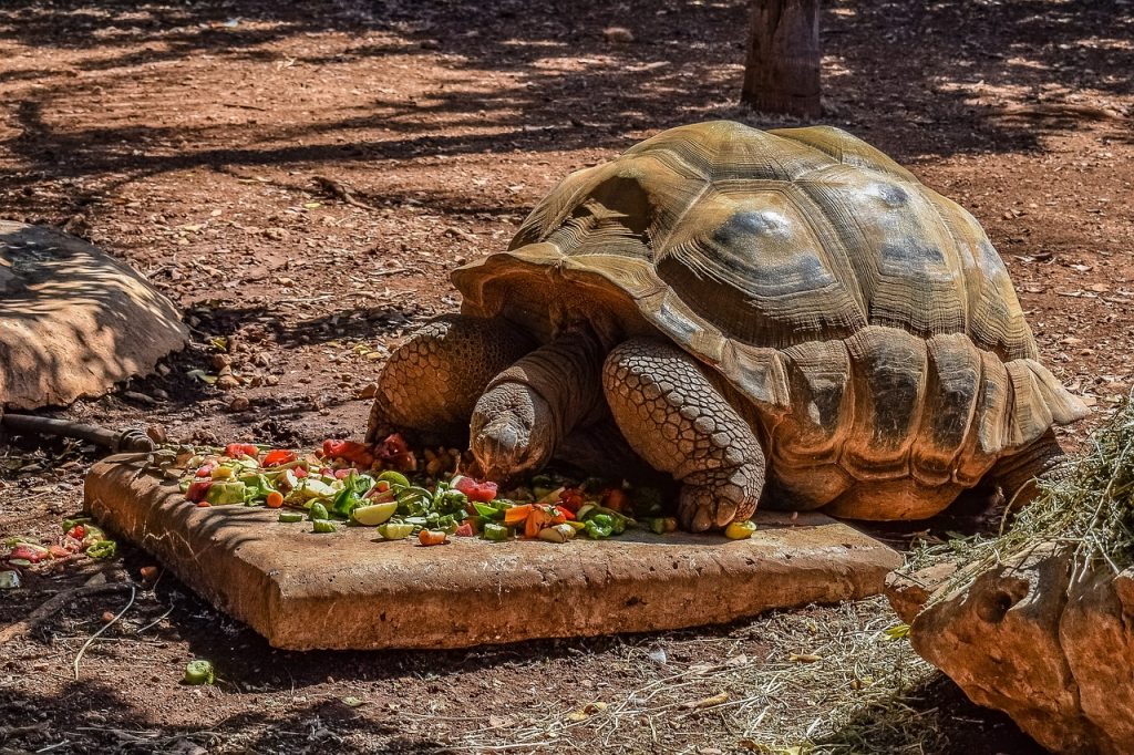 Can Turtles Smell Food?