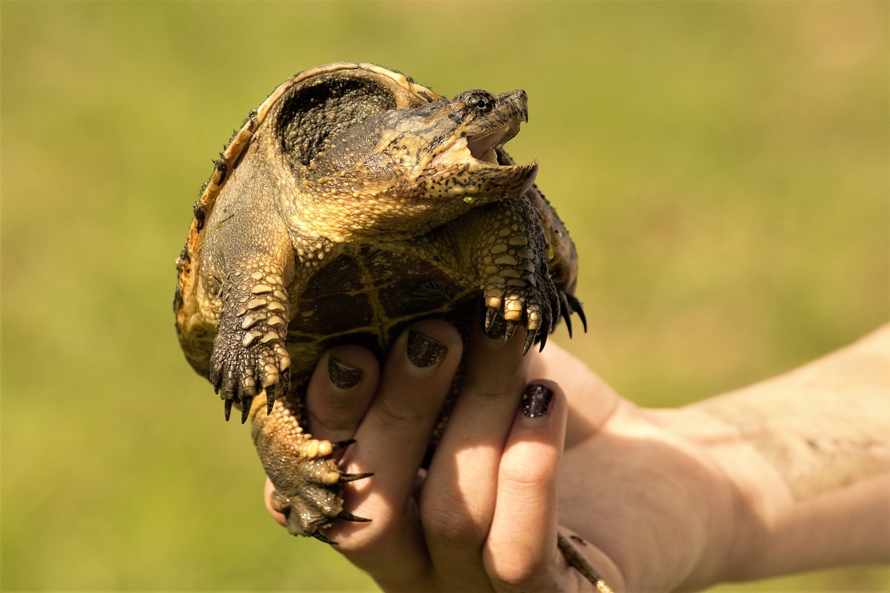 Can A Snapping Turtle Kill Your Pet Dog?
