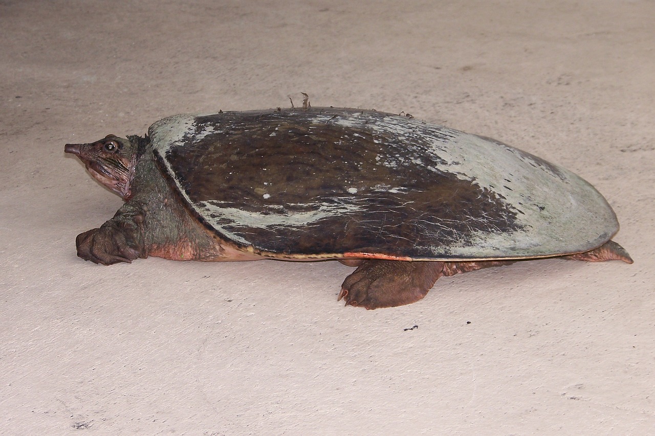 Are Softshell Turtles Rare?