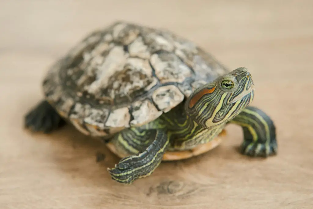 Why Does My Tortoise Chase Me?
