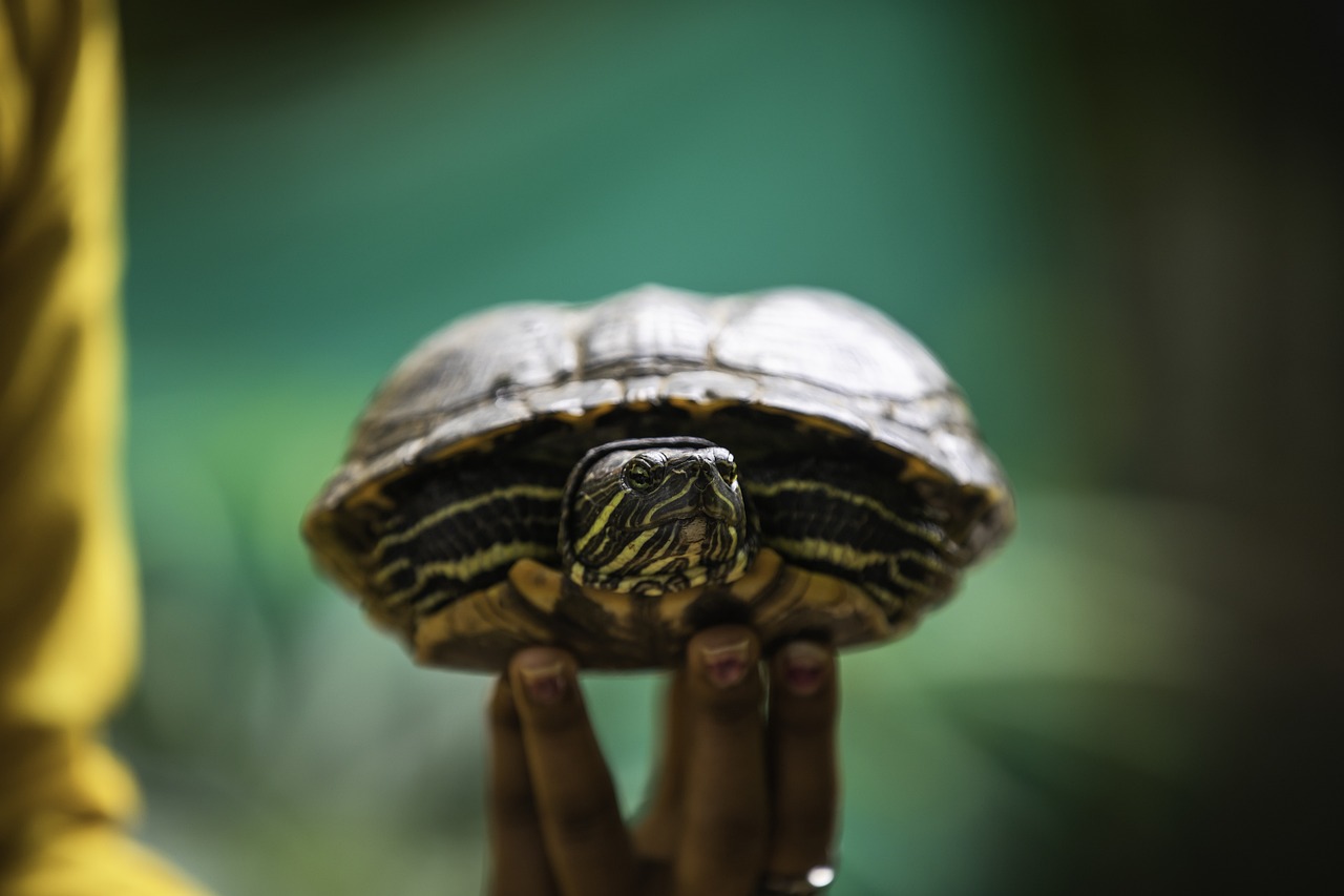 Do Pet Tortoises Need Toys?