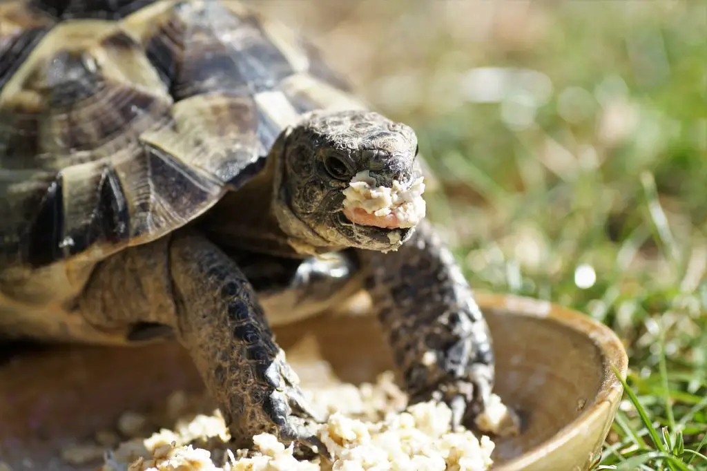 3 Seasonal Feeding Strategies For Your Turtle: Adjusting Diet Through The Year