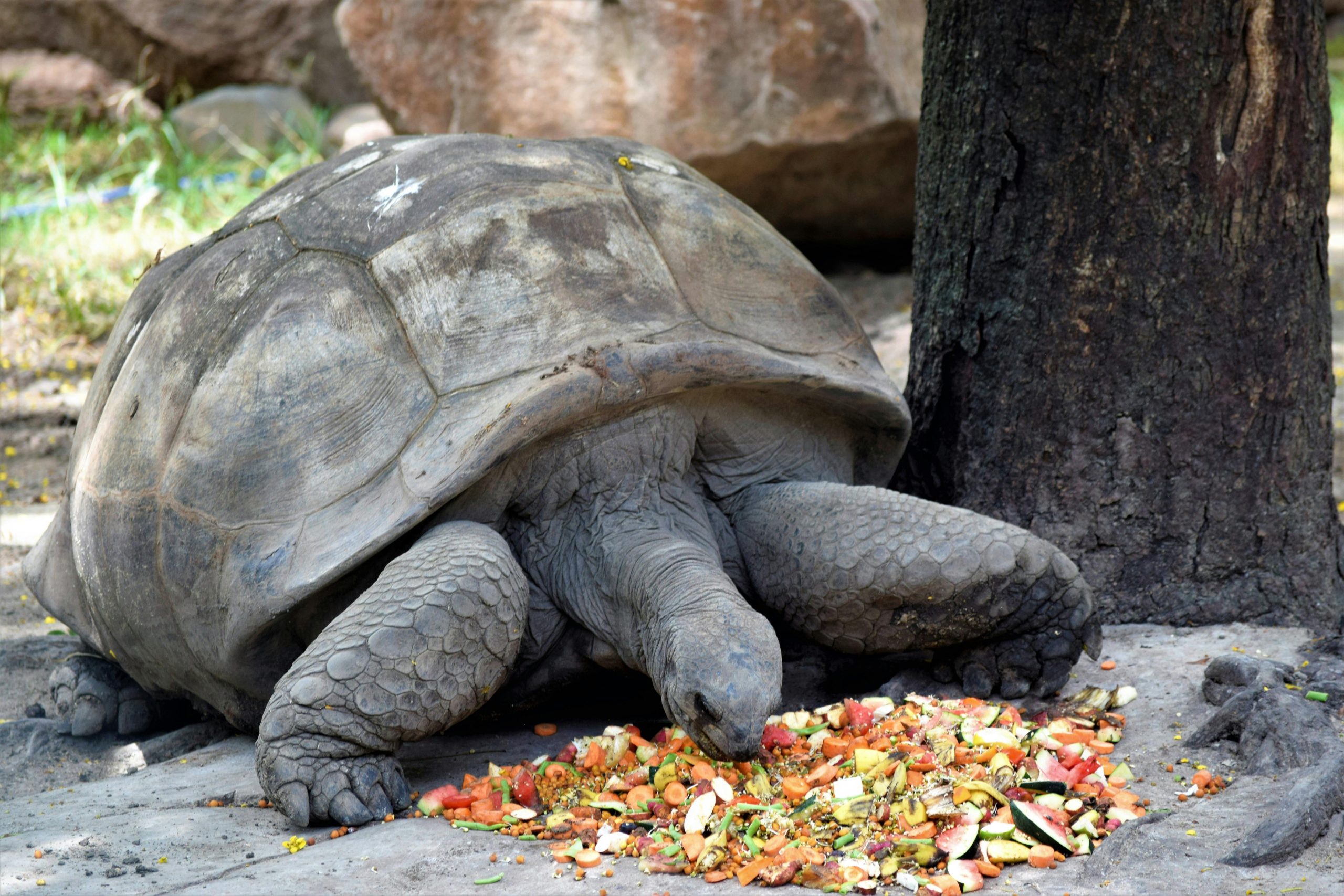 3 Seasonal Feeding Strategies For Your Turtle: Adjusting Diet Through The Year
