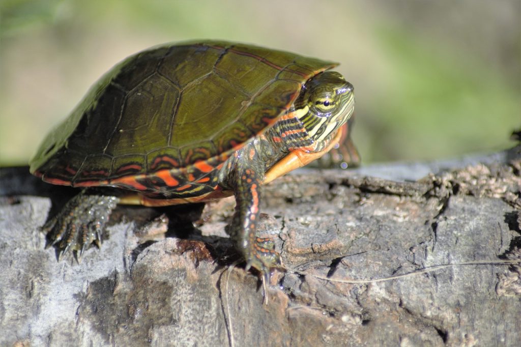 How To Preserve A Turtle’s Shell?