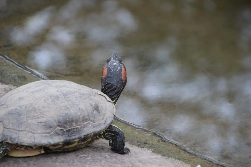 21 Diy Turtle Tank Ideas For Happy Turtles [Budget-Friendly]