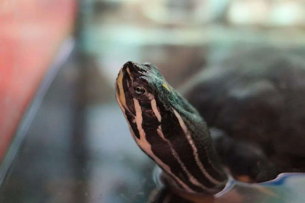 21 Diy Turtle Tank Ideas For Happy Turtles [Budget-Friendly]