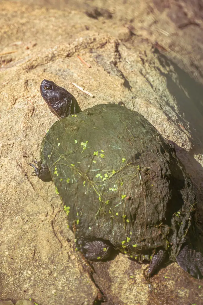 Mud Turtle Vs. Musk Turtle: Which One Is A Better Pet?
