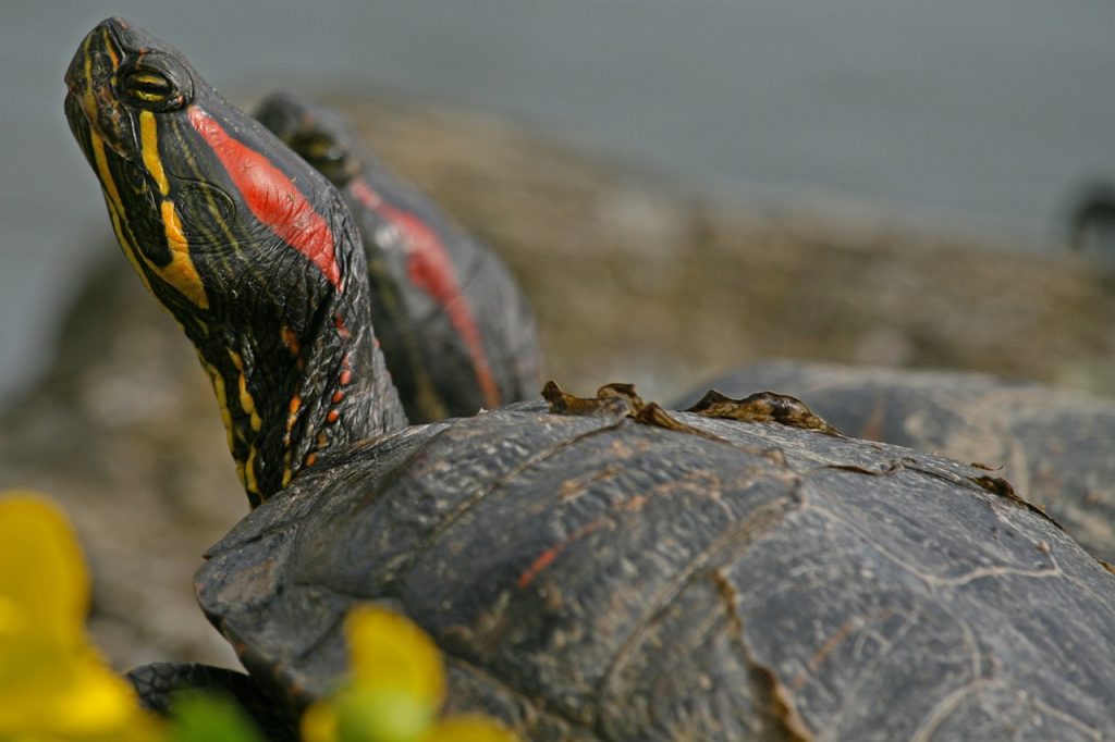 What Do Red Eared Sliders Do In The Winter?