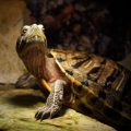 Origin &Amp; History Of Turtles: Ancient Myth To Modern Science