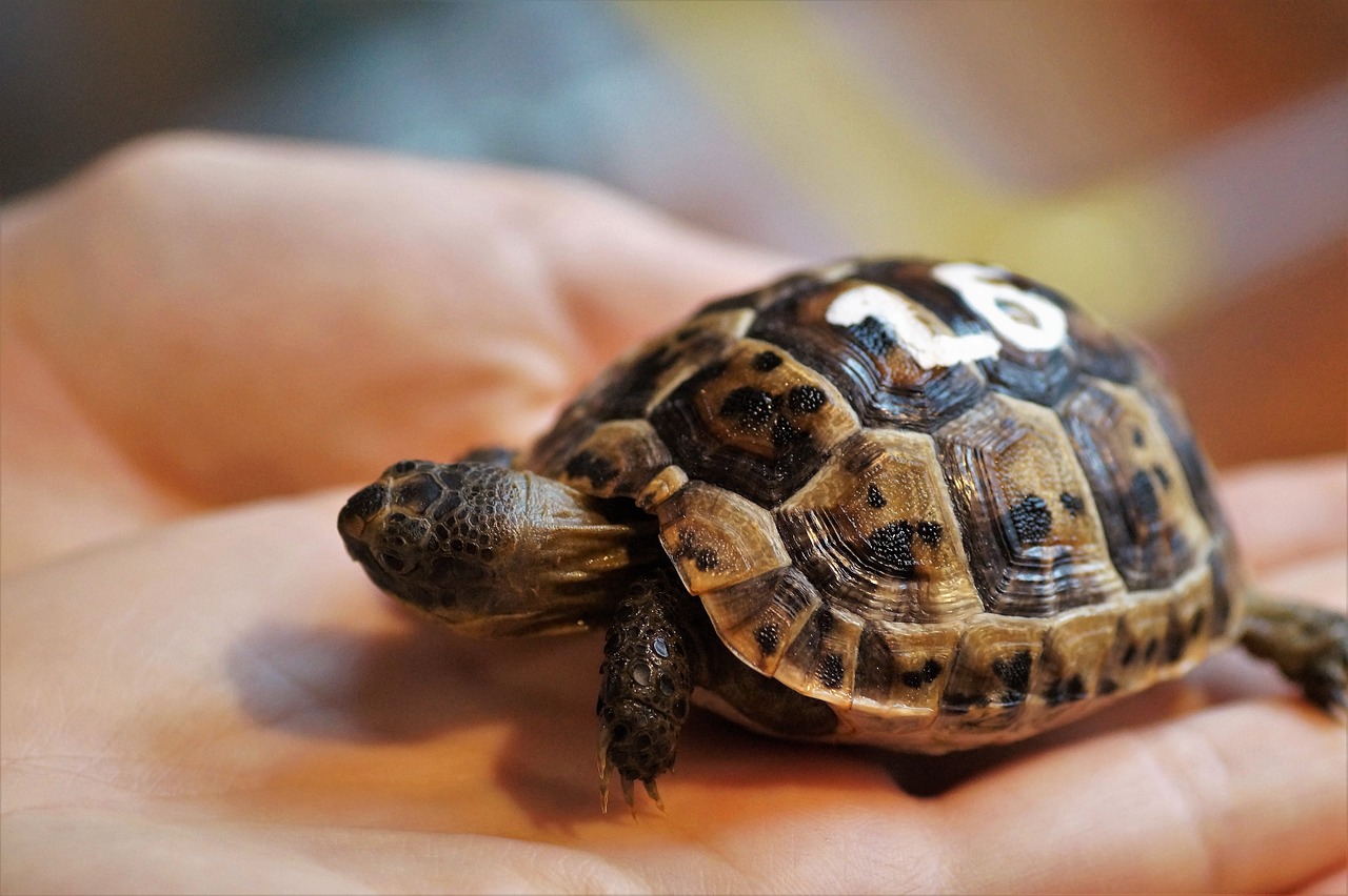 15 Turtle Species That Are Perfect For Outdoor Pond