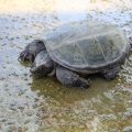 How Can I Ship My Turtle? [Foolproof Guide]