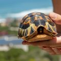 Turtle Skin Fungus: Treatment, Prevention, Tips