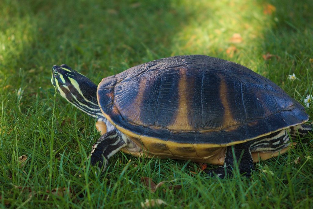 How Long Can A Map Turtle Be Out Of Water?