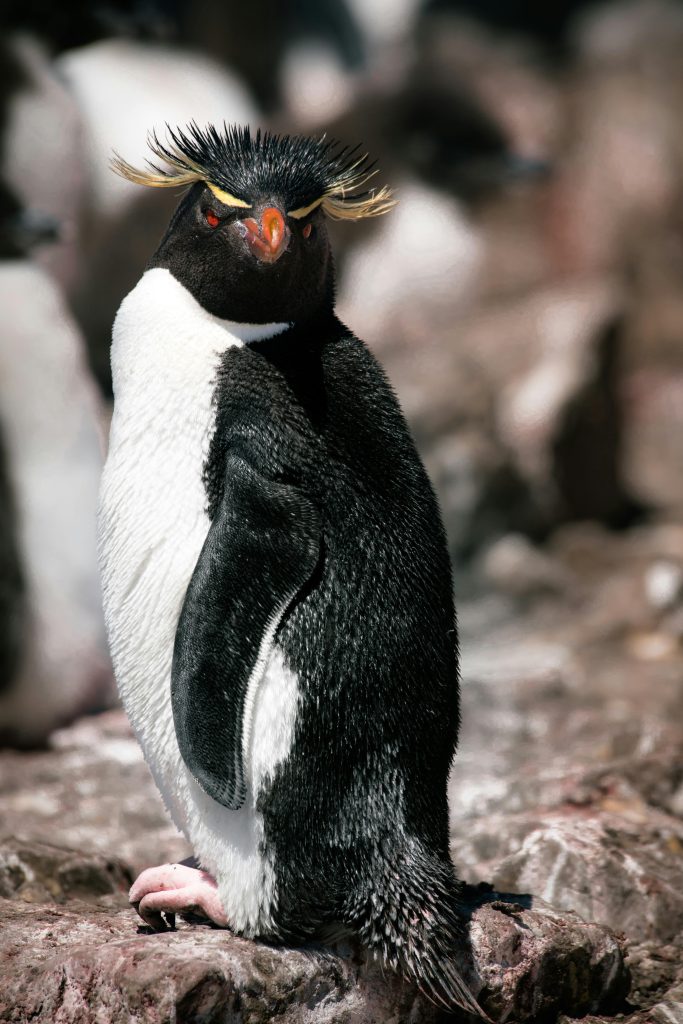 Adélie Penguin (Pygoscelis Adeliae)