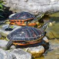 How To Determine Box Turtle Age?