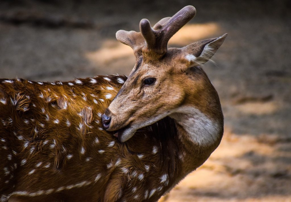Deer (Odocoileus Virginiana)