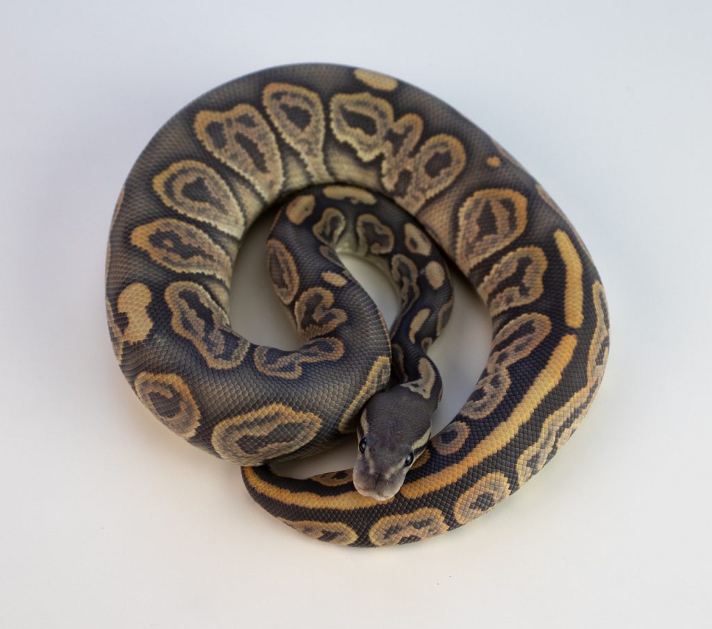 Ball Python (P. Regius)
